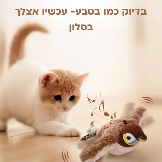 ציפור הציד מבית קומפו