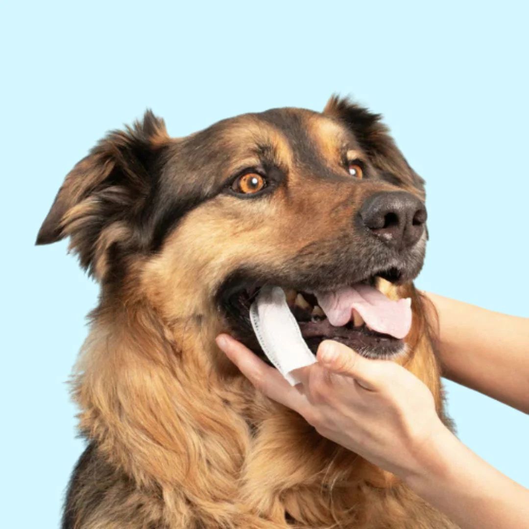 ערכת מגבונים- מגן מפני מחלות שיניים